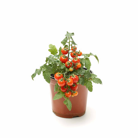 Cherry Tomato Seeds - Vamzn#