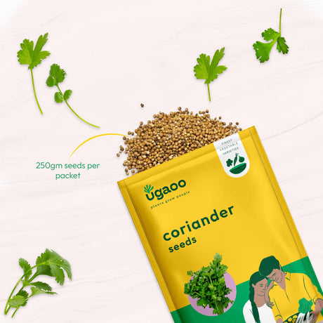 Coriander Seeds - Vamzn#